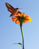 Sphinx Moth at Mexican Sunflower