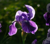 Morning Iris