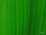 Closeup of cornfield