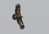 Steppe eagle (aquila nipalensis)