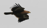 Steppe eagle (aquila nipalensis)