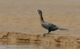 Little cormorant