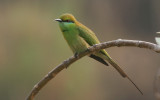 green bee eater (Merops orientalis)