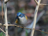 Orange flanked bush-robin