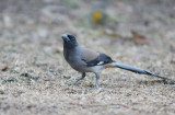 Grey treepie