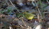 Whistlers warbler