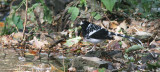 Spotted forktail