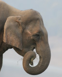 Indian elephant