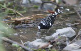 Spotted forktail