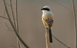 Longtailed shrike