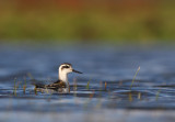 Red necked phalarope ( phalaropus lobatus)