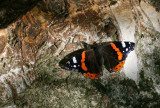 Vanessa  Atalanta