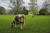 Rousham Hall