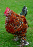 Rousham House  - Local Hen