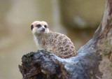 Meerkat
