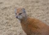 Yellow Mongoose