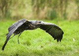 Chilean Eagle