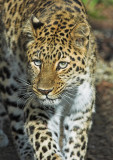 Amur Leopard