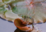 Darter - Dragonfly