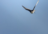 Scruffy - Gyr x Saker Falcon