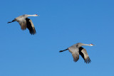 Sandhill Cranes Prepare for Landing.jpg