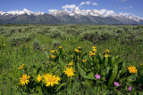 Teton Spring.jpg