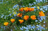 California Poppies.jpg