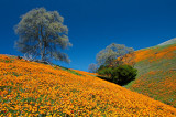 Hillside Poppies_1.jpg
