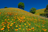 Hillside Poppies_2.jpg