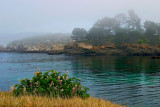 Springflowers at Whale Cove.jpg