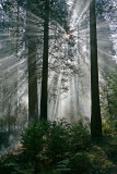 Rays of the Morning Sun.jpg