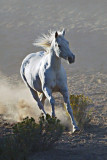 Runaway White Horse.jpg