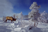 Elkbull in Winter.jpg