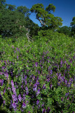 Lupins in Oak Medows.jpg