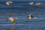 Sand Hill Cranes Over Icy Water.jpg