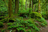 Rain Forest - Oneonta Trail.jpg