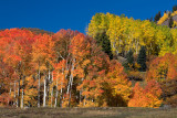 Fall Color Transitions.jpg