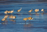 Sand Hill Cranes in Icy Water.jpg