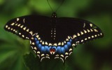Swallowtail Black