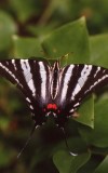 Swallowtail Zebra