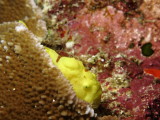 Commersons FrogFish - Eel Cove