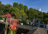 Higanbana (Autumn equinox flower)