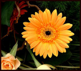 flower from funeralbouquet.jpg