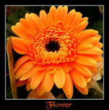 orange flower1.jpg
