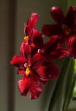 Orchid L1 with 50 Summ.jpg