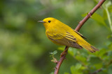 Yellow Warbler