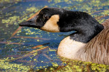 Canada Goose in Duckweed
