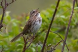 Singing Song Sparrow