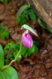 Pink Ladys Slipper