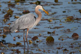 Great Blue Heron